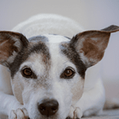 pyomètre chez la chienne